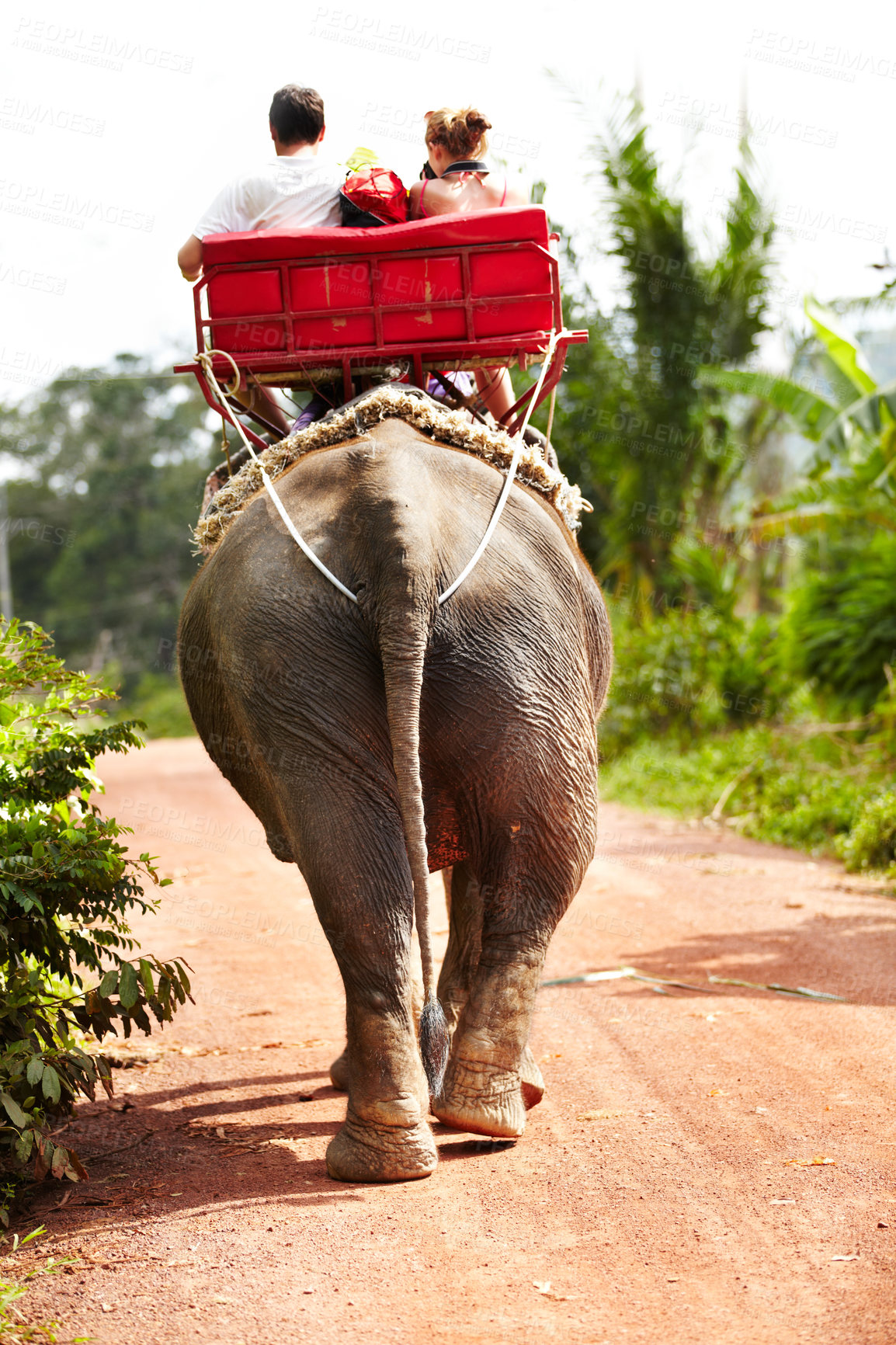 Buy stock photo Elephant, tourist and riding on back for travel, adventure or vacation outdoor in nature in India. Animal, people and aerial view on a journey in safari, jungle or tourism in the woods for wildlife 