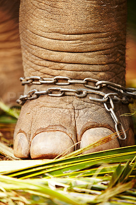 Buy stock photo Closeup of the chains around the foot of a domesticted Asian elephant