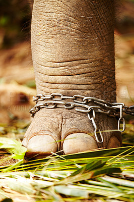 Buy stock photo Feet in chains, closeup and elephant cruelty in jungle for capture, ivory or black market trade. Animal exploitation, torture or wildlife foot or abuse in Botswana for poaching, disaster or crisis