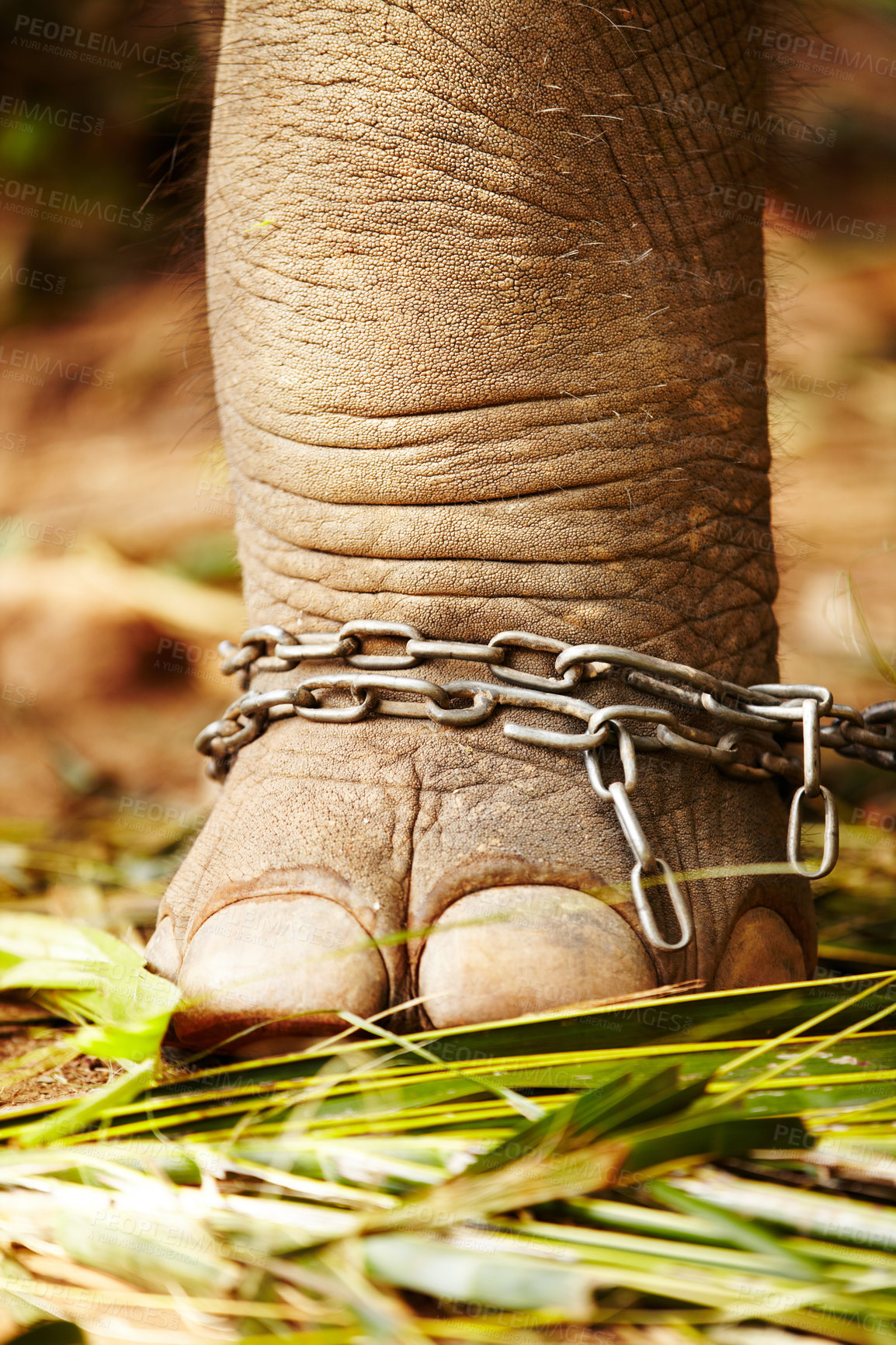 Buy stock photo Feet in chains, closeup and elephant cruelty in jungle for capture, ivory or black market trade. Animal exploitation, torture or wildlife foot or abuse in Botswana for poaching, disaster or crisis