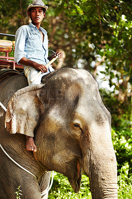 Buy stock photo Forest, animal and portrait of man with elephant for travel, conservation and wildlife rescue. Sanctuary, tropical and person in environment, natural ecosystem and outdoors in Thailand for tourism