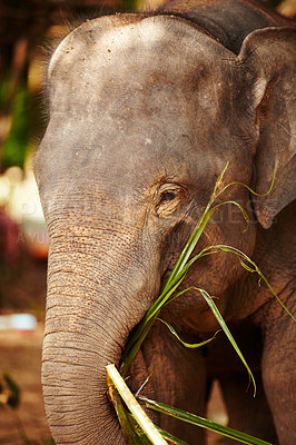 Buy stock photo A young elephant eating leaves - Closeup