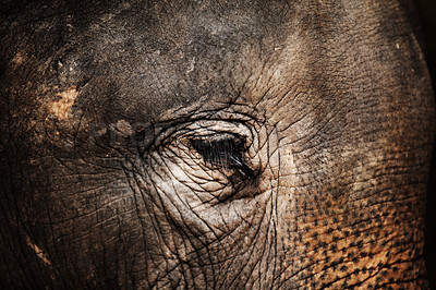Buy stock photo Forest, face or closeup of eye of elephant with texture, wrinkles and zoo in nature at night. Jungle, animal or conservation with environment, peace and wildlife for unhappy, calm and skin in africa