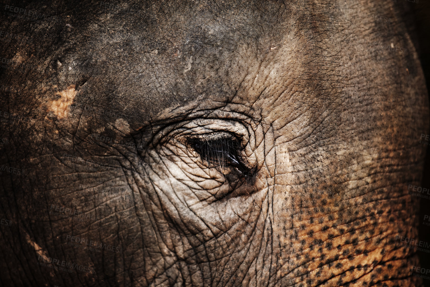 Buy stock photo Forest, face or closeup of eye of elephant with texture, wrinkles and zoo in nature at night. Jungle, animal or conservation with environment, peace and wildlife for unhappy, calm and skin in africa