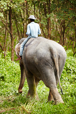 Buy stock photo Nature, animal and man travel on elephant in forest for rescue, conservation and wildlife park. Sanctuary, tropical and person in environment, natural ecosystem and outdoors in Thailand for tourism
