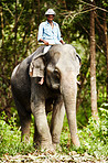 Thai elephant keeper riding domesticated elephant