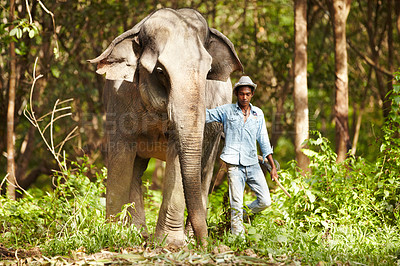Buy stock photo Nature, animal and man with elephant in forest for rescue, conservation and wildlife rescue. Sanctuary, tropical and person in environment, natural ecosystem and outdoors in Thailand for tourism