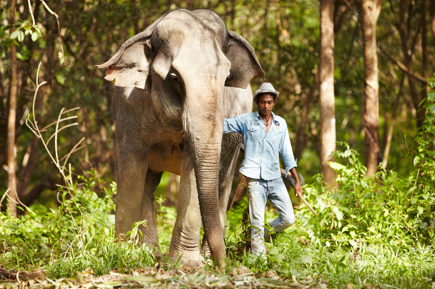 Buy stock photo Nature, animal and man with elephant in forest for rescue, conservation and wildlife rescue. Sanctuary, tropical and person in environment, natural ecosystem and outdoors in Thailand for tourism
