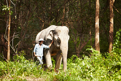 Buy stock photo Walking, animal and man with elephant in forest for travel, conservation and wildlife rescue. Sanctuary, tropical and person in environment, natural ecosystem and outdoors in Thailand for tourism