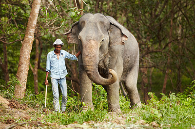 Buy stock photo A Thai keeper leading an Asian elephant through the forest - Thailand