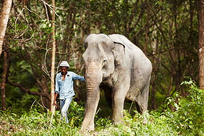 Buy stock photo Indian, man and trainer walking with elephant in the forest for wildlife, animal rescue and outdoor. Sanctuary, india and person in nature for transportation, adventure or conservation in the jungle