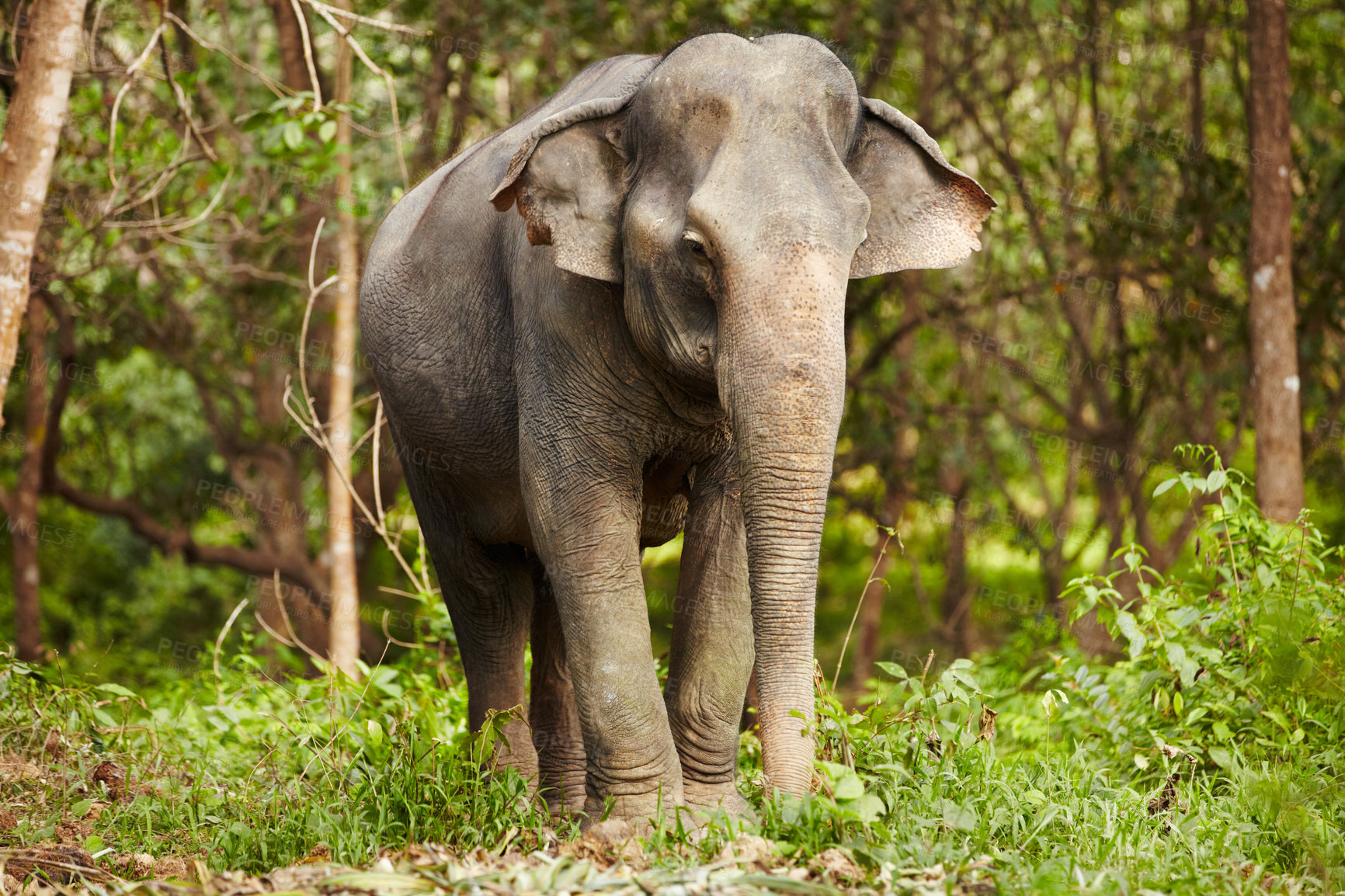 Buy stock photo Full-length image of an Asian elephant standing in the forest