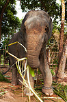 Feeding elephant
