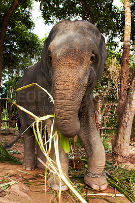 Buy stock photo Sustainability, jungle and elephant in the woods with bamboo, meal or eating leaves. Forest, conservation and animal feeding on plant outdoor in peaceful environment for wildlife, protection or care