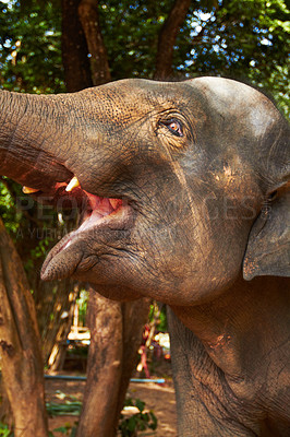 Buy stock photo Forest, elephant and mouth open in nature outdoor for feeding, freedom or sustainability with teeth. Jungle, animal and conservation with environment, peace and wildlife for care, calm and protection