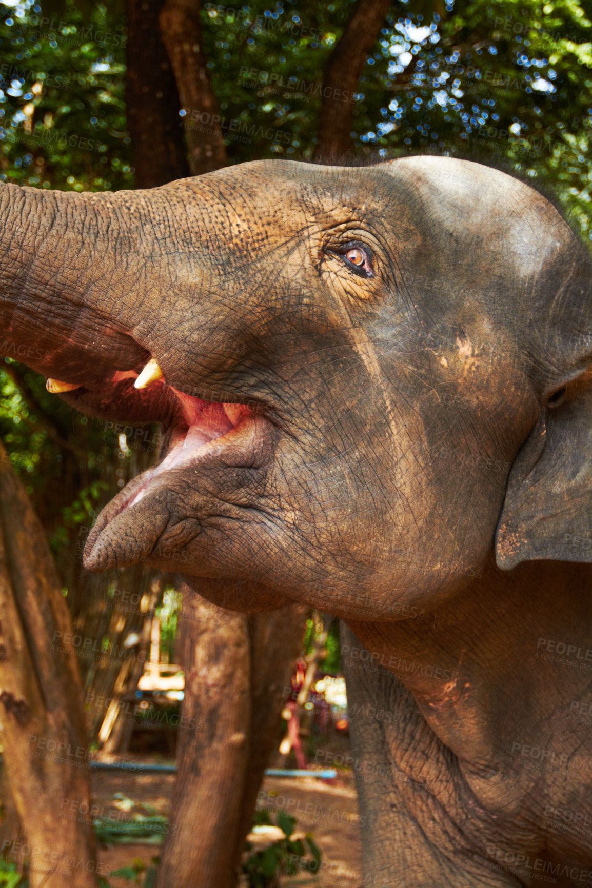 Buy stock photo Forest, elephant and mouth open in nature outdoor for feeding, freedom or sustainability with teeth. Jungle, animal and conservation with environment, peace and wildlife for care, calm and protection