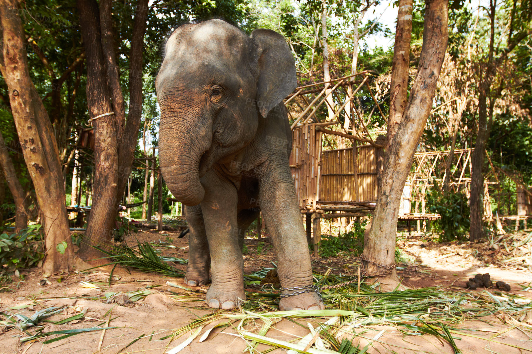 Buy stock photo Forest, sustainability and elephant in nature with freedom, walking or eating leaves. Jungle, conservation and animal feeding on plant outdoor in peaceful environment for wildlife, protection or care