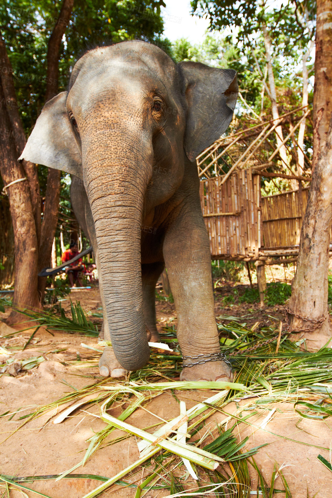 Buy stock photo Jungle, elephant and chains in nature for eating leaves outdoor with feeding, freedom or sustainability. Forest, animal and conservation with environment, peace and wildlife for care and protection