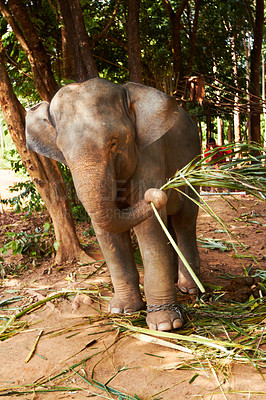 Buy stock photo Nature, conservation and elephant with bamboo in a jungle for feeding, eating or exploring. Sustainability, wildlife and animal calf outdoors in a peaceful forest calm with plant meal in South Africa