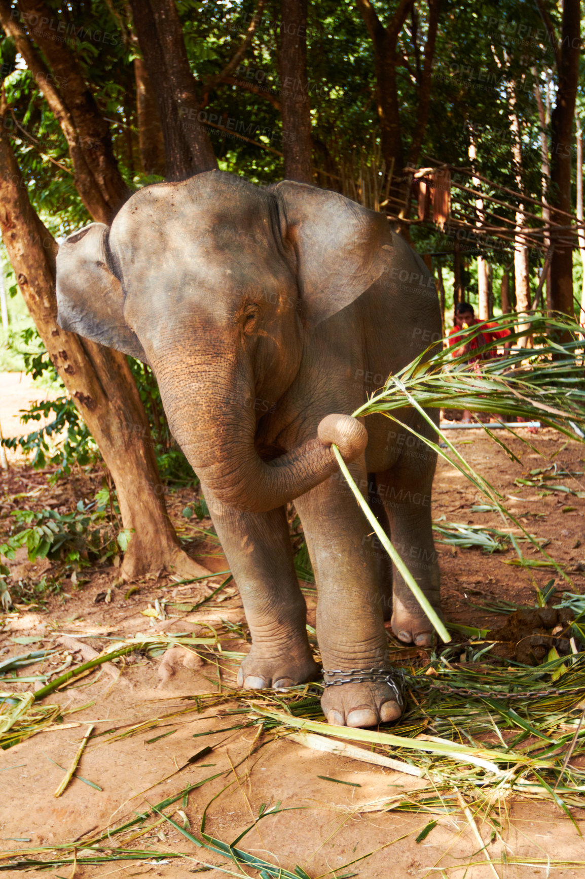 Buy stock photo Nature, conservation and elephant with bamboo in a jungle for feeding, eating or exploring. Sustainability, wildlife and animal calf outdoors in a peaceful forest calm with plant meal in South Africa