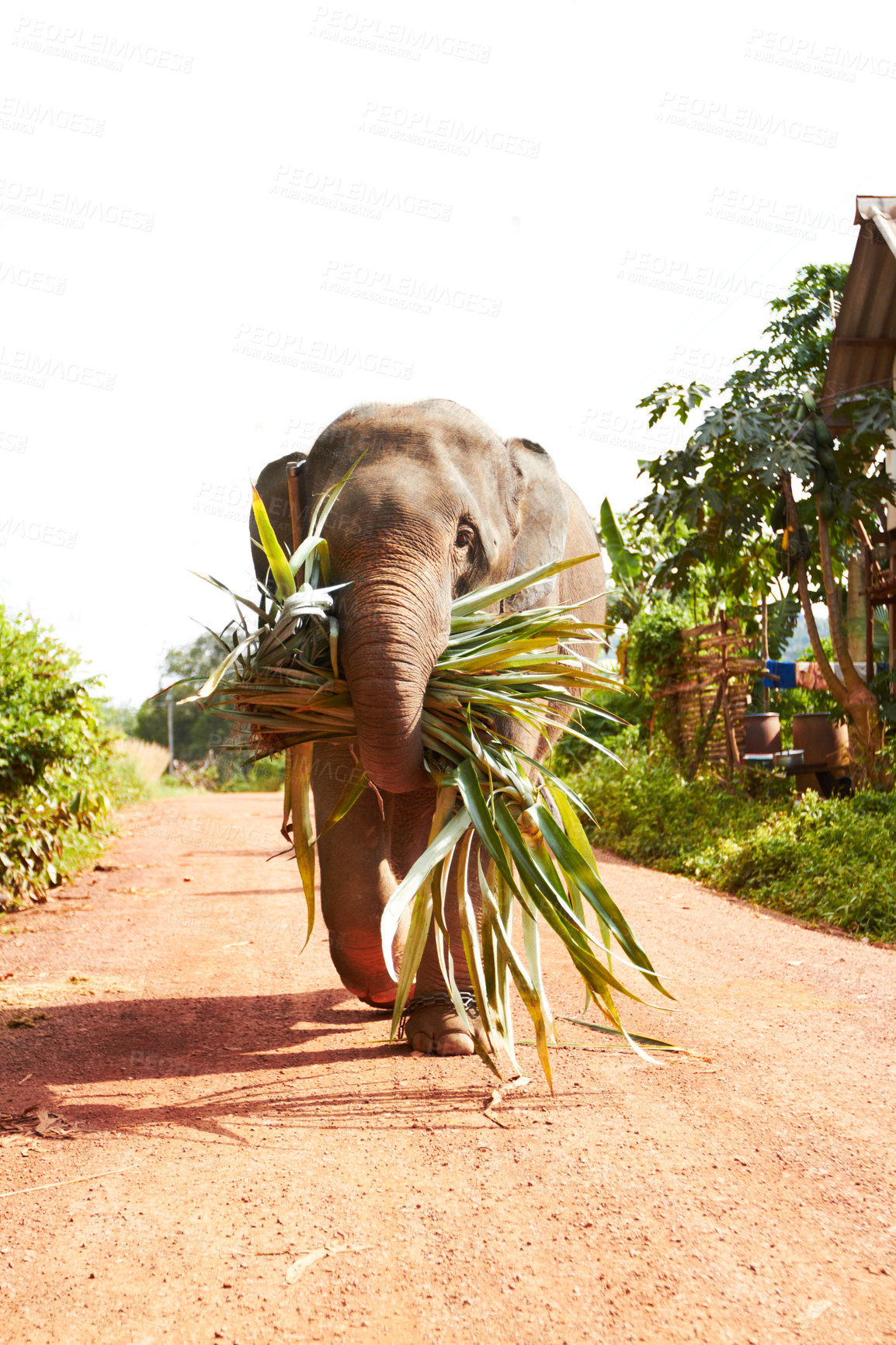 Buy stock photo Jungle, elephant and eating leaves in nature outdoor for feeding, freedom or sustainability. Forest, animal and conservation with environment, plants and wildlife for calm walking on dirt road