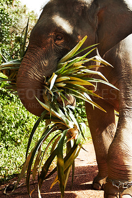 Buy stock photo Side-view of an Asian elephant carrying leaves