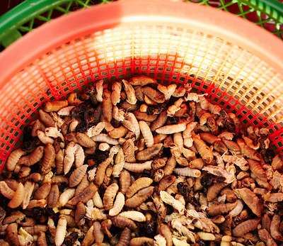 Buy stock photo Above closeup of pupa Silkworm insects collected and being sold in an orange basket at a market. Clew of protein filled worms often fried and eaten. Silkworm farming for sourcing of commercial silk