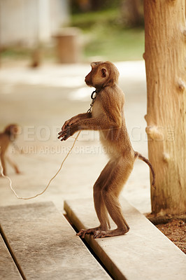 Buy stock photo Monkey in captivity being exploited by human greed. Primate forced to do tricks for human entertainment. Sad little monkey in chains at a tourist attraction. A lonely animal on a leash in Thailand