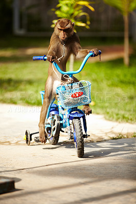 Buy stock photo Park, zoo and monkey riding a bike on a path outdoor during summer for fun, entertainment or tourism. Nature, pet and travel with an animal on a bicycle for training or the conservation of wildlife