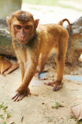 Buy stock photo Portrait of monkey in captivity, exploited by humans. Primate forced to do tricks for human entertainment. Sad little macaque in chains at a tourist attraction. A lonely animal on a leash in Thailand