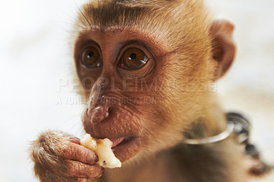Buy stock photo Food, closeup and the face of a monkey at the zoo for sustainability, ecology or conservation of wildlife. Nature, environment or habitat with a hungry jungle animal eating fruit outdoor in a park