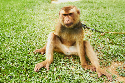 Buy stock photo Portrait, pet and monkey on chain outdoor in park, nature and sitting in tropical zoo alone. Animal, macaque and ape on grass in farm, field and outside for training mammal or primate in summer