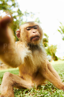 Buy stock photo Zoo, animal and portrait of monkey in nature for adventure, conservation and wildlife rescue. Sanctuary, tropical and macaque in environment, natural ecosystem and outdoors in Thailand for tourism