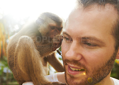 Buy stock photo Man with monkey on shoulder, animal and pet in jungle, forest or outdoor in nature in summer. Person, friendship and cute macaque at park, wilderness and tourist travel on tropical vacation at zoo