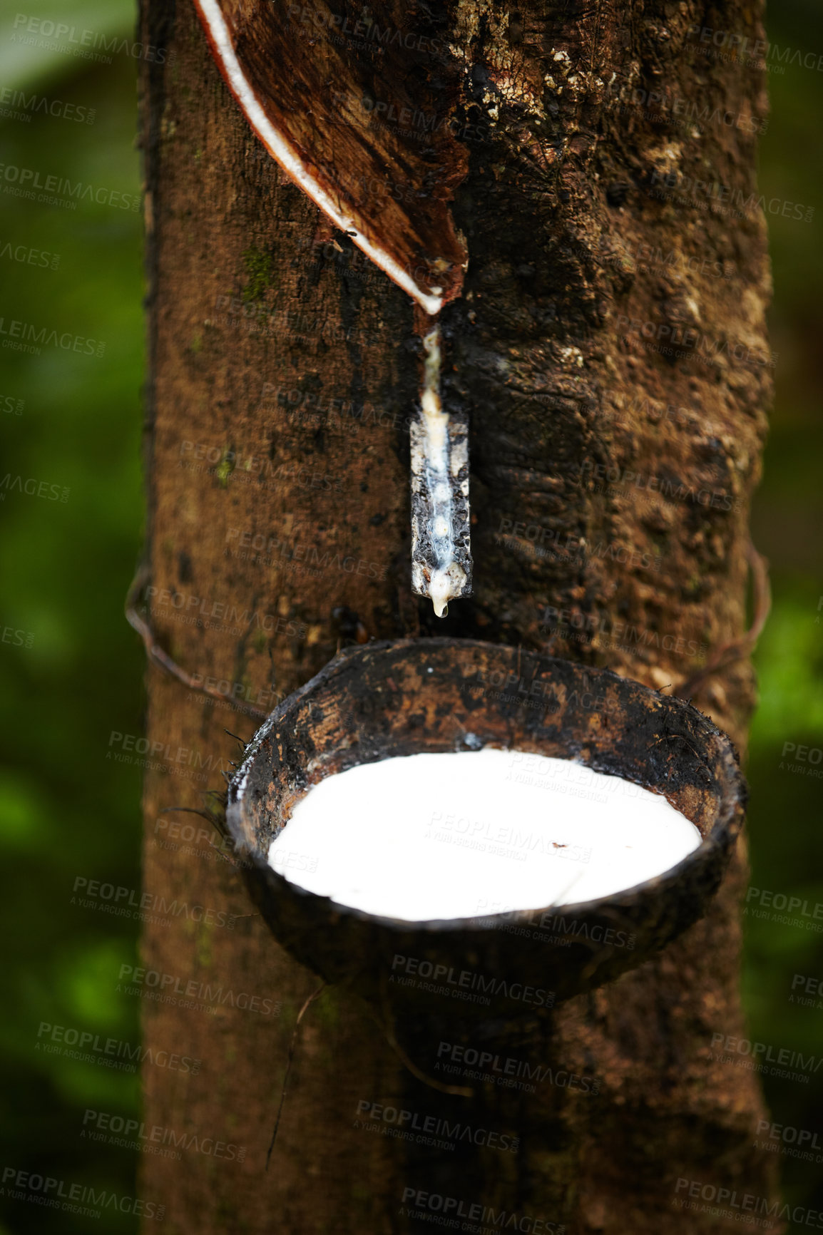 Buy stock photo Rubber, plantation and bowl on tree to collect sap for farming, agriculture and production. Nature, sustainability and closeup of liquid drip from trees for latex, plastic and harvest in forest