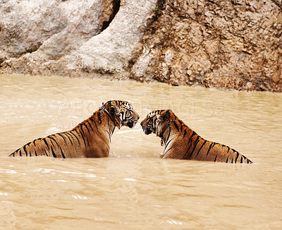 Buy stock photo Two Indochinese tigers in the water with collars around their necks. Two Tiger playing in a dirty river. Two Tiger calmly sitting in a river relaxing on a sunny day with a rock in the background.   
