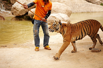 Buy stock photo Zoo, wildlife and man with a tiger for training with a stick by a water pond for majestic entertainment. Animal, feline and an exotic big cat walking with a male trainer by dam in an outdoor habitat.
