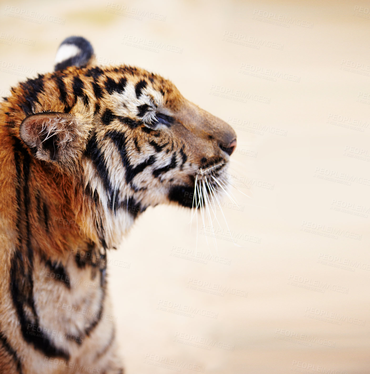 Buy stock photo Side view of an adult tiger with long white whiskers. A close-up portrait of a beautiful calm tiger sitting in the jungle or by the water. A freshly bathed feline with a blurred background. 