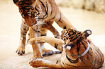 Playful tigers