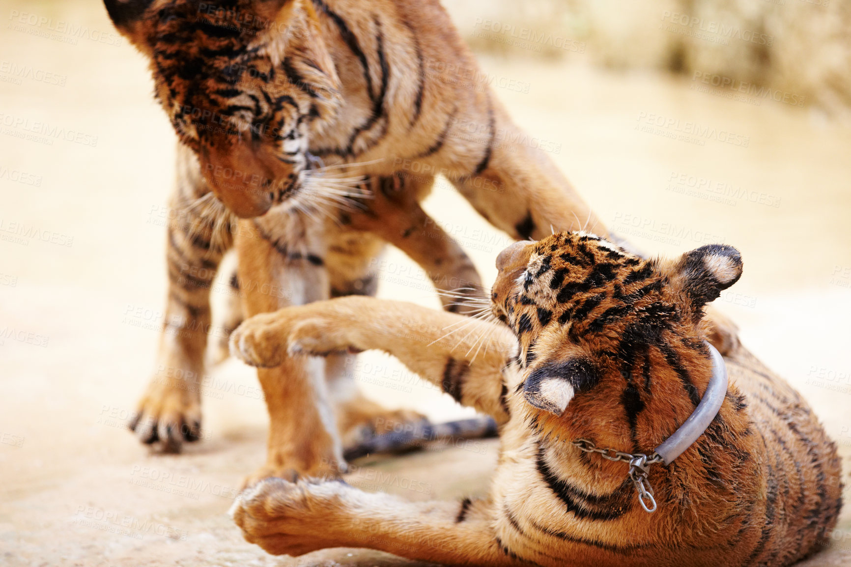 Buy stock photo Tigers, playing and outdoor in nature by a zoo for majestic entertainment at a circus or habitat. Wildlife, wrestling and big cats exotic animals family together in a desert or dune conservation.
