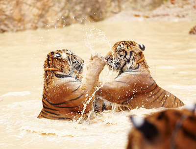 Buy stock photo Two playful young Bengal striped tiger cubs fighting in the water in a river. Fierce majestic tigers getting wet while being playful in a lake or pond inside a protected animal sanctuary or zoo