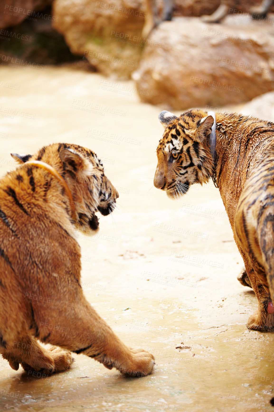 Buy stock photo Nature, animals and tiger fight in zoo with playful cubs in mud with fun, endangered wildlife and water. Big cats playing together, park or river in Thailand for safari, outdoor action and power.