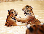 Playful tigers fighting in the water