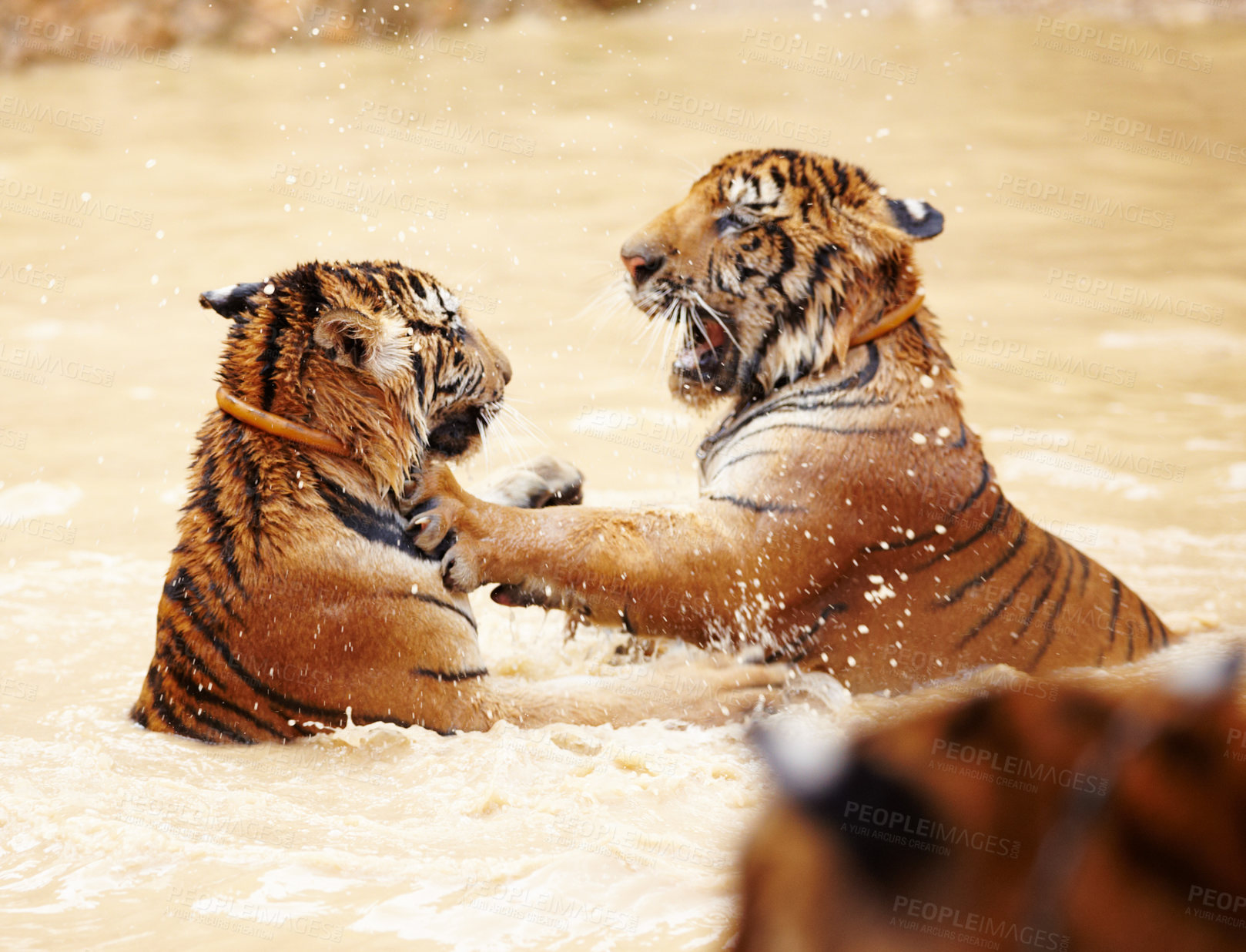 Buy stock photo Tiger, playing and fight in water at zoo, park or together in nature with game for learning to hunt or tackle. India, Tigers and family of animals in river, lake or pool for playing in environment