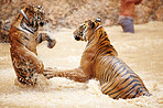 Two tigers playfully fighting in the water