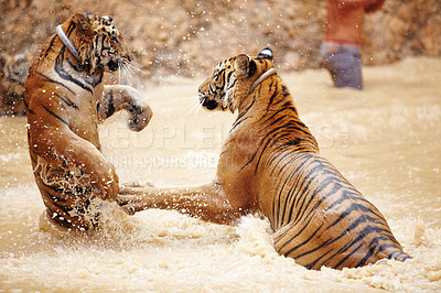 Buy stock photo Nature, water and tiger fight in lake with playful jump in mud, fun and endangered wildlife safari. Asian big cats playing together in park, river or animals in Thailand, outdoor action and power.