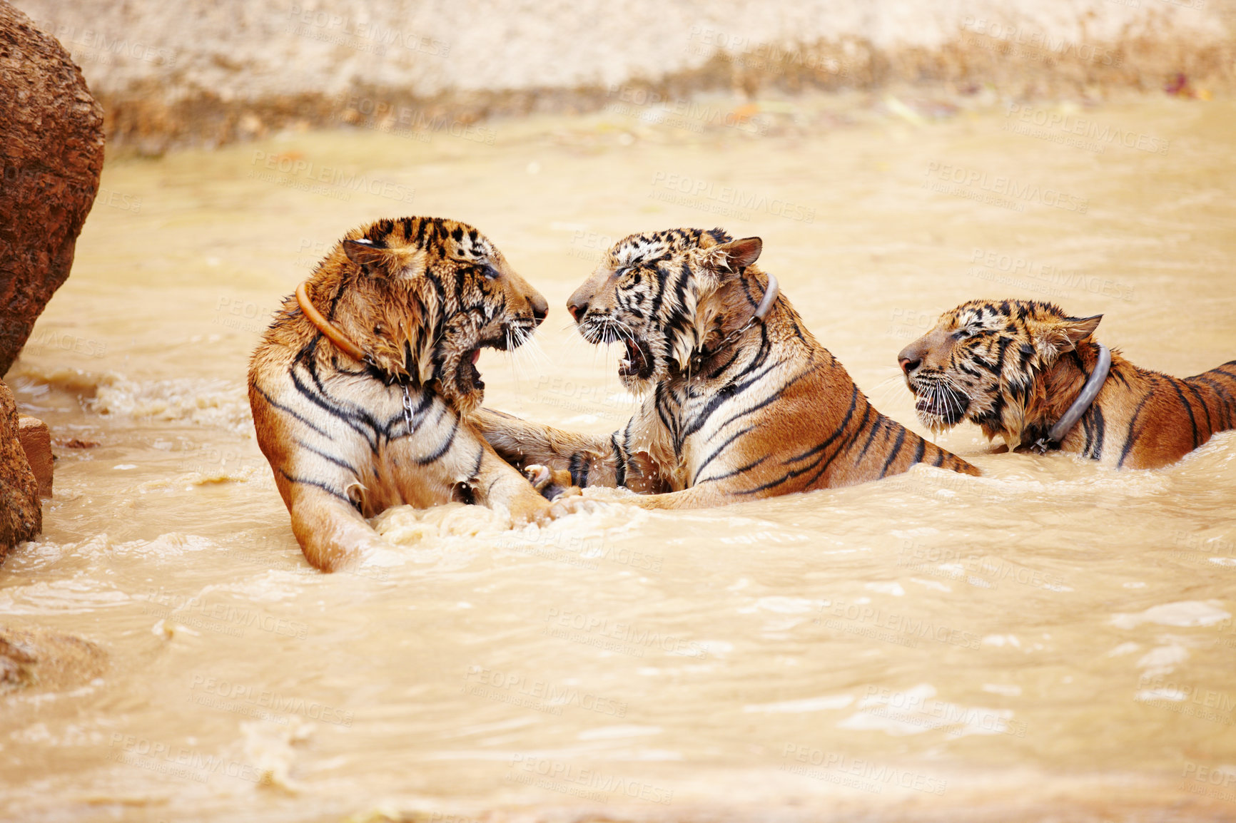 Buy stock photo Tigers, playing and fight in water at zoo, park or together in nature with game for learning swimming or hunting. India, Tiger and family of animals in river, lake or pool for playing in environment