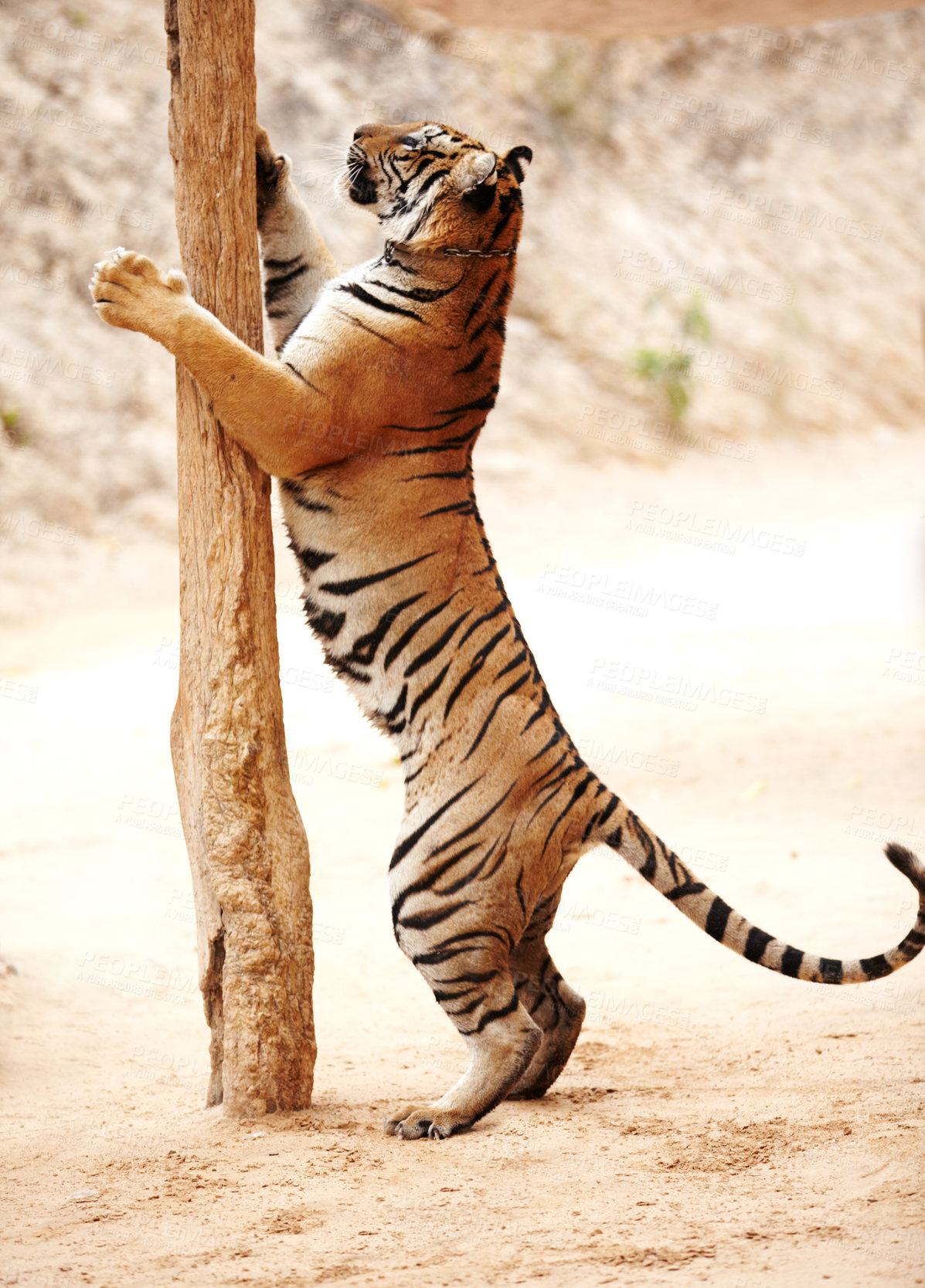 Buy stock photo Tiger standing on hind legs scratching a pole. Big wildlife tiger upright on back paws barking up a thick wooden stick, sharpening its claws. Dangerous wild cat animal in its habitat in the wilderness