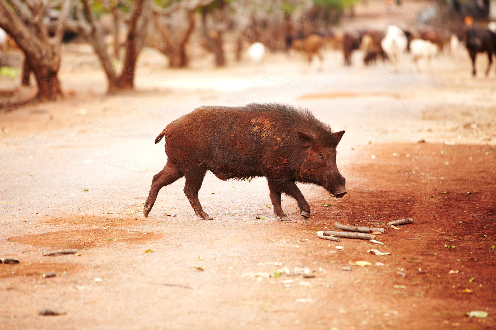 Buy stock photo Wild boar, nature and animal walking in wildlife looking for food outdoor in sanctuary environment. Land, farm and dirty pig on sand in desert, dirt road or dune conservation or zoo in Asia.