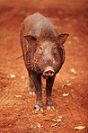 Wild Thai boar looking at the camera